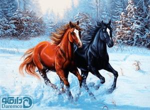 تاخت دو اسب در برف