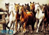 گروه اسب ها سایز 1