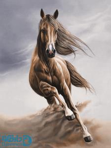 اسب زیبا (دو)