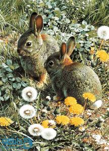 خرگوشها در علفزار