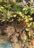 باغچه خرگوشها