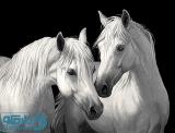 دو اسب سفید  سایز 1  (تحویل در سه روز کاری)