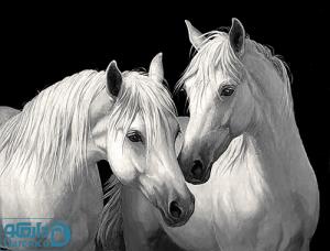 دو اسب سفید  سایز 1  (تحویل در سه روز کاری)