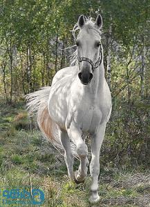 اسب سفید مزرعه